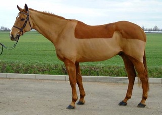 Choisir une tondeuse pour chevaux