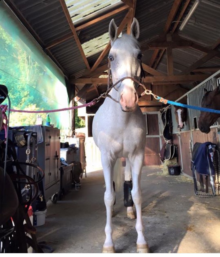 Comment garder son cheval calme (sans drogue dure !)