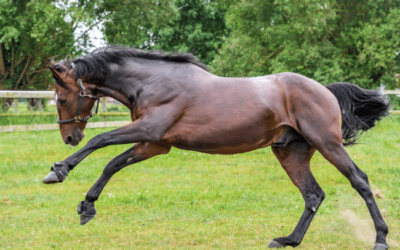 La récupération du cheval en période de chaleur