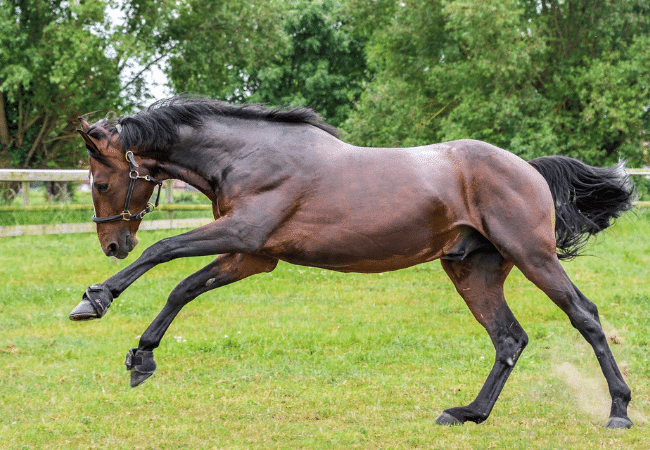 La récupération du cheval en période de chaleur