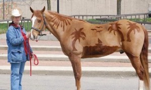 Tonte cheval Plage